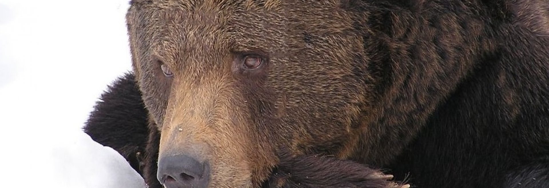 Бурый медведь Ямал